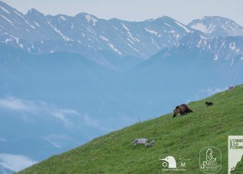 Il primo progetto multimediale sull’orso bruno marsicano