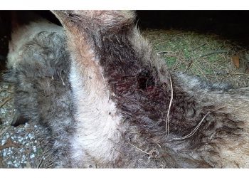 PNALM: Rinvenuto un esemplare di lupo morto