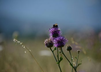 Premiati gli scatti più belli alla flora del Parco del Sirente Velino