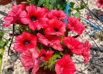 Piante e fiori abbelliranno piazze e strade di Sante Marie, domani la distribuzione