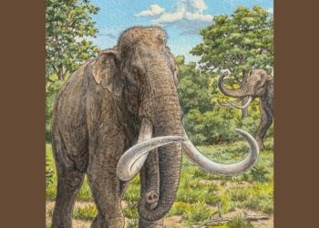 Forte Spagnolo dell’Aquila, presentata la guida “Il Mammut”