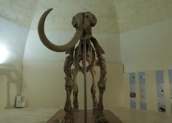 Munda: apertura straordinaria del Mammut per la Notte Bianca