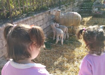 Asbuc Paganica e San Gregorio: fattoria didattica e pigiatura dell’uva nella scuola dell’infanzia “L’albero dai mille colori”