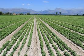 Marsicaland: da Novembre a Maggio eventi nazionali dedicati all’agricoltura del Fucino, al via 11 e 12 Novembre