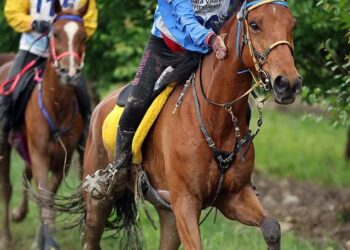 Equitazione: Atlteta aquilana Ludovica Budroni alla H.H. Shuikn Mohammed Cup 2024