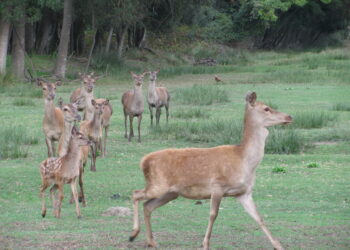 Cervi in Abruzzo: M5S, “L’abbattimento non è la soluzione”