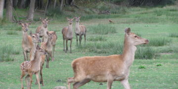 Cervi in Abruzzo: M5S, “L’abbattimento non è la soluzione”