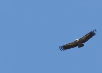 Il Parco Sirente Velino in Tv: il 6 marzo in onda il documentario su Rai Tre per Geo, “Dove volano i grifoni”