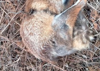  Volpe uccisa da trappola a Raiano: scatta denunci LNDC Animal Protection