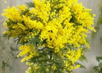 Otto marzo Festa della Donna, tra storia, realtà ed attualità