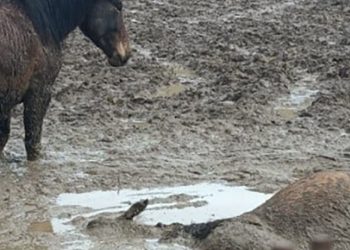 Conferenza Deocratiche territorio aquilano aderisce a mobilitazione animalista