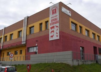Recruiting Day: Giornata selezionepersonale settore Veterinario in Germania, Olanda e Regno Unito