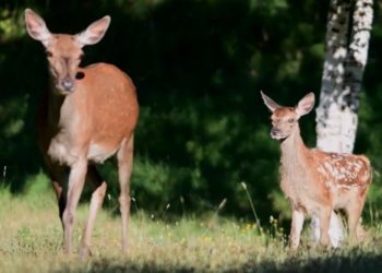 FESR: webinar su avviso per tutela della biodiversità