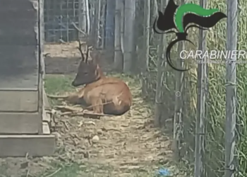 Cervo maltrattato e umiliato in Abruzzo, s catta denuncia di LNDC: “Un atto vile, simbolo di inciviltà”