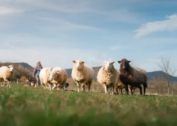 Sanità veterinaria: linee guida regionali contro diffusione blue tongue