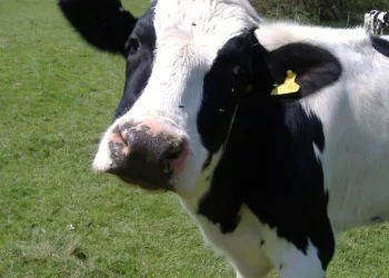 Agricoltura: attivi bandi su investimenti benessere animale e apicoltura