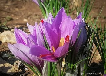 “Zafferano dell’Aquila DOP”: Appello di Federico, ?Eccellenza e leva di riscatto aree interne e dell’Abruzzo”