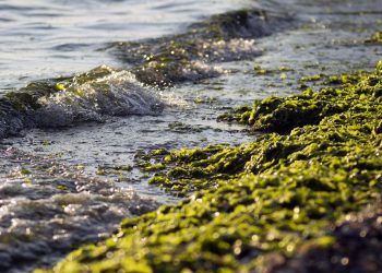 ARPA Abruzzo, allerta per microalghe