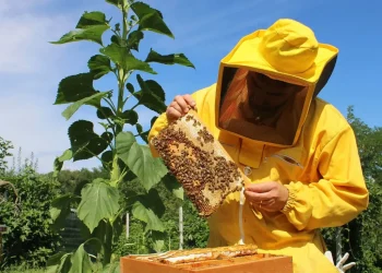 Apicoltura: Imprudente, aperto bando per imprese apistiche per perdite economiche anni 2020 e 2021