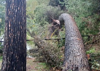 Pineta Dannunziana, caduti due alberi, chiuso il comparto della pineta del laghetto artificiale