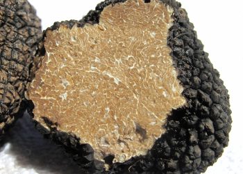 Tartufo, FNATI chiede l’annullamento della circolare ministeriale