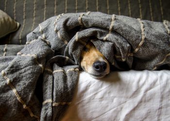 LNDC Animal Protection lancia l’appello contro i fuochi d’artificio