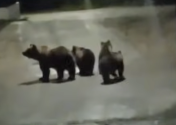 Orsa Bambina. Pagano: “Sull’ipotesi di cattura servono cuore e responsabilità, cuccioli a rischio”