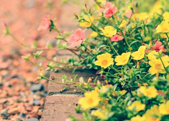 Pescara, al via un progetto per potenziare il verde in città