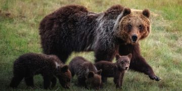 Processo per l’uccisione dell’orsa Amarena: tutto da rifare