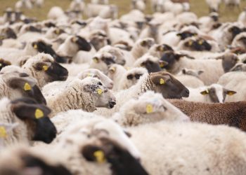 Blue Tongue: in arrivo il bando di sostegno agli allevatori