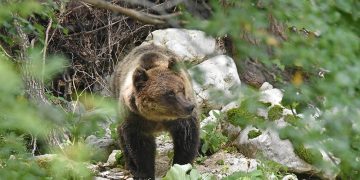 Stima popolazione orso bruno marsicano: conclusa la seconda fase